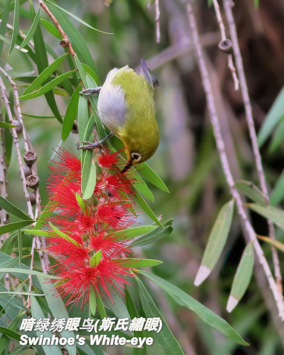 Swinhoe's White-eye - ML646697381