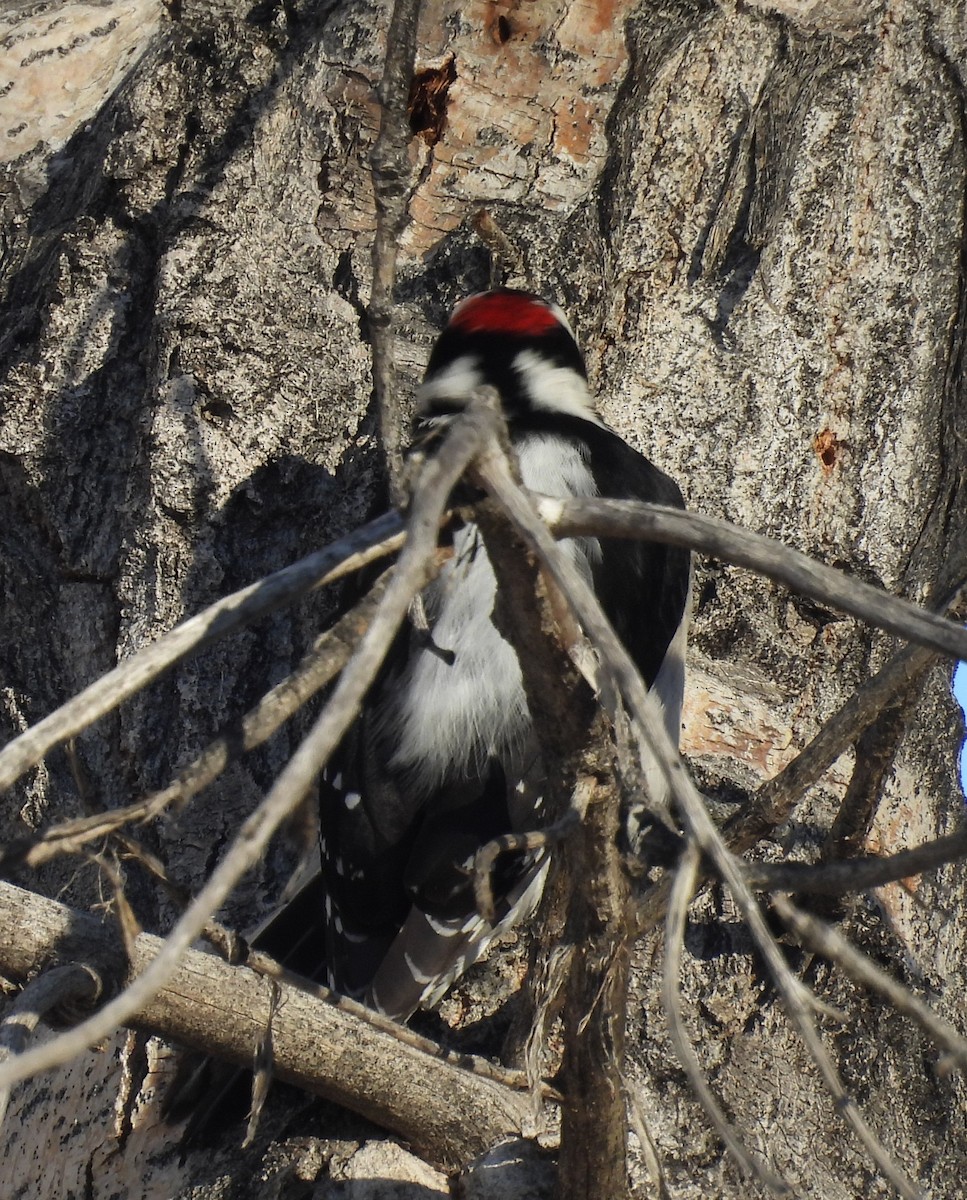 Downy Woodpecker - ML646697382