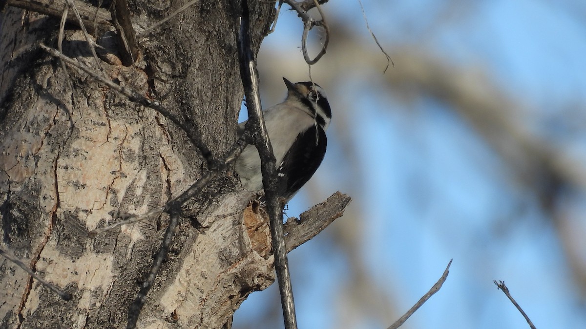 Downy Woodpecker - ML646697383