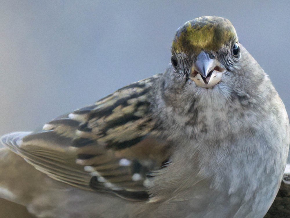 Golden-crowned Sparrow - ML646697384