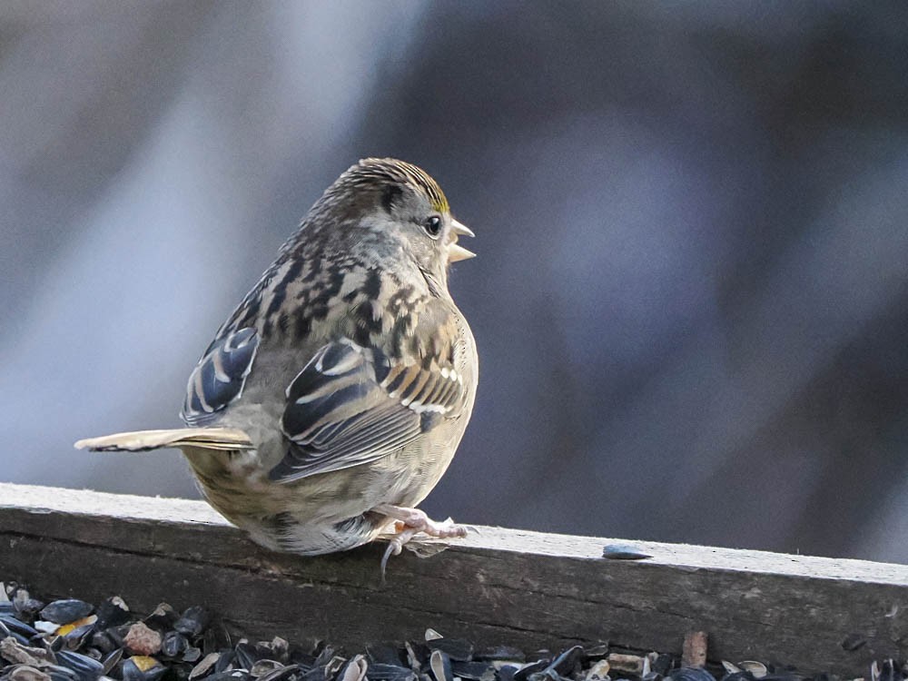 Golden-crowned Sparrow - ML646697385