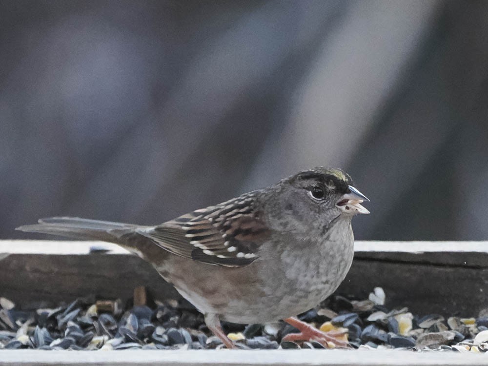 Golden-crowned Sparrow - ML646697386