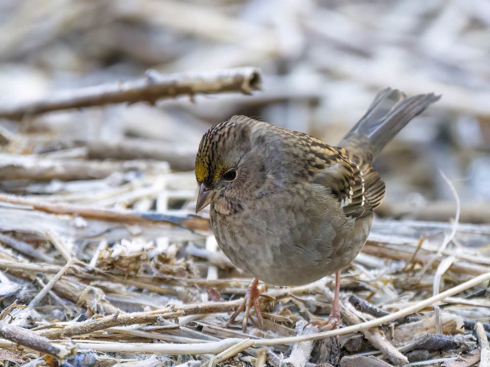 Golden-crowned Sparrow - ML646697387
