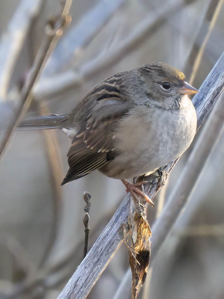 Golden-crowned Sparrow - ML646697388