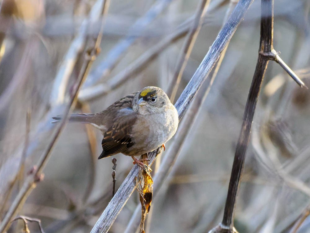 Golden-crowned Sparrow - ML646697389
