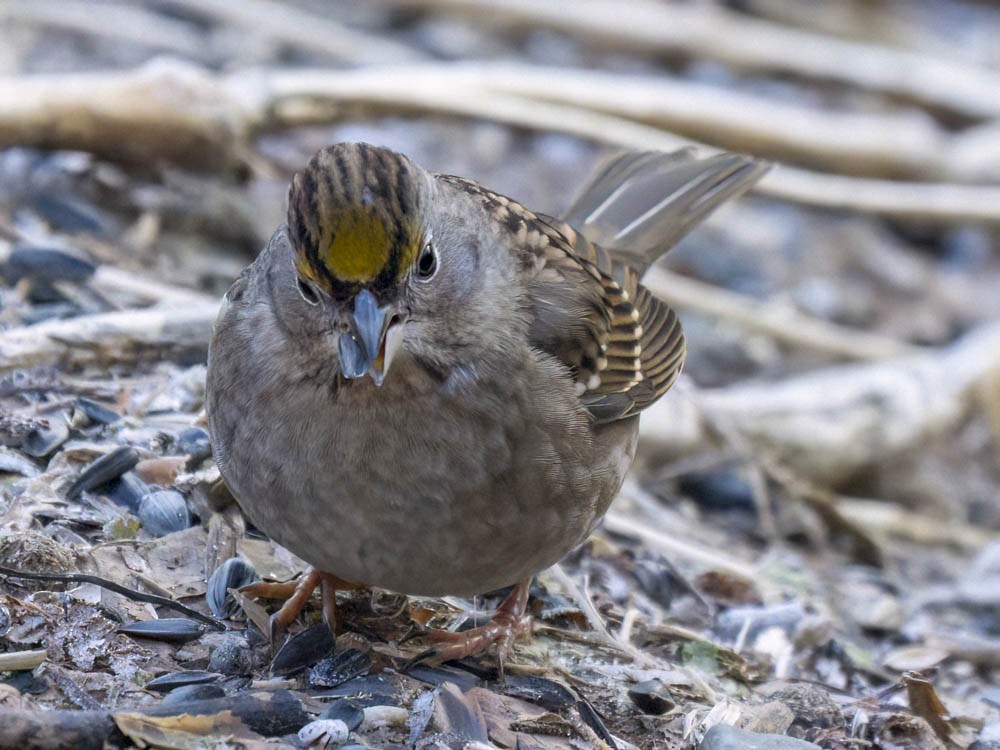 Golden-crowned Sparrow - ML646697390