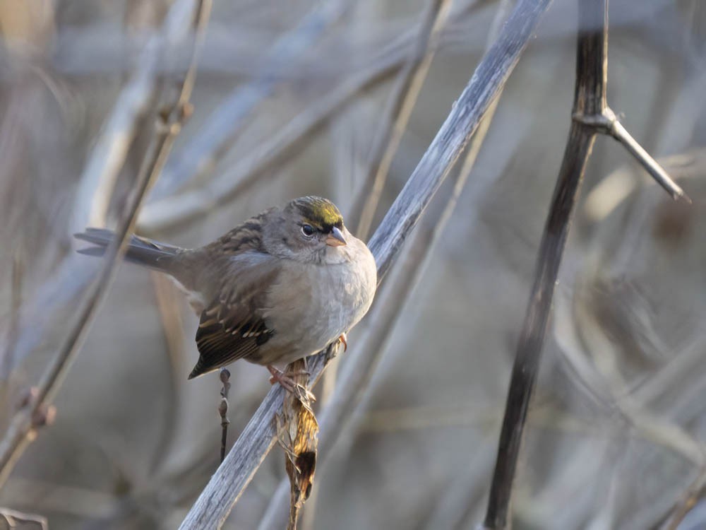 Golden-crowned Sparrow - ML646697391