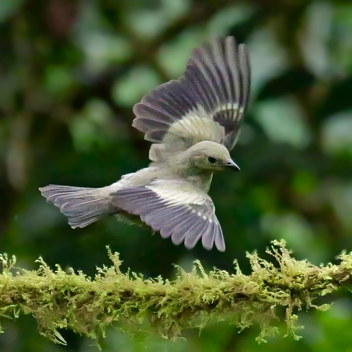 palmetanagar - ML646697392