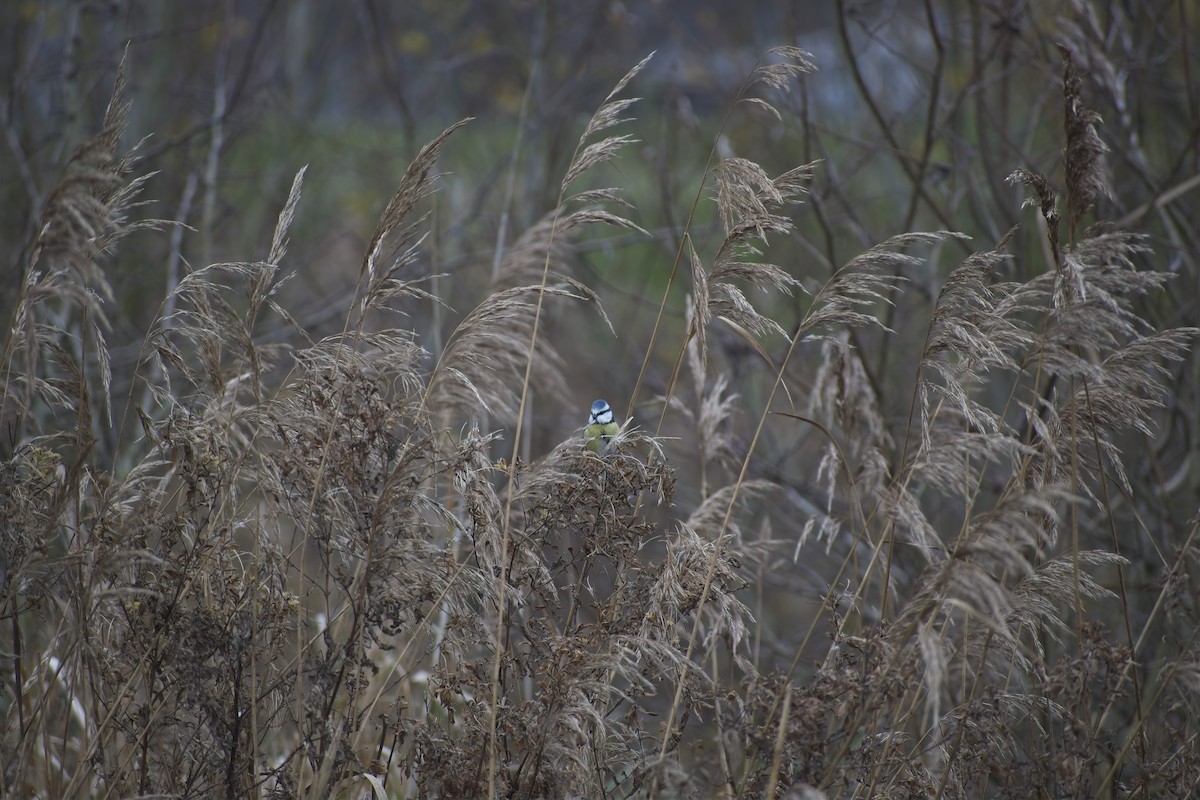 Өрнийн хөх бух - ML646697393