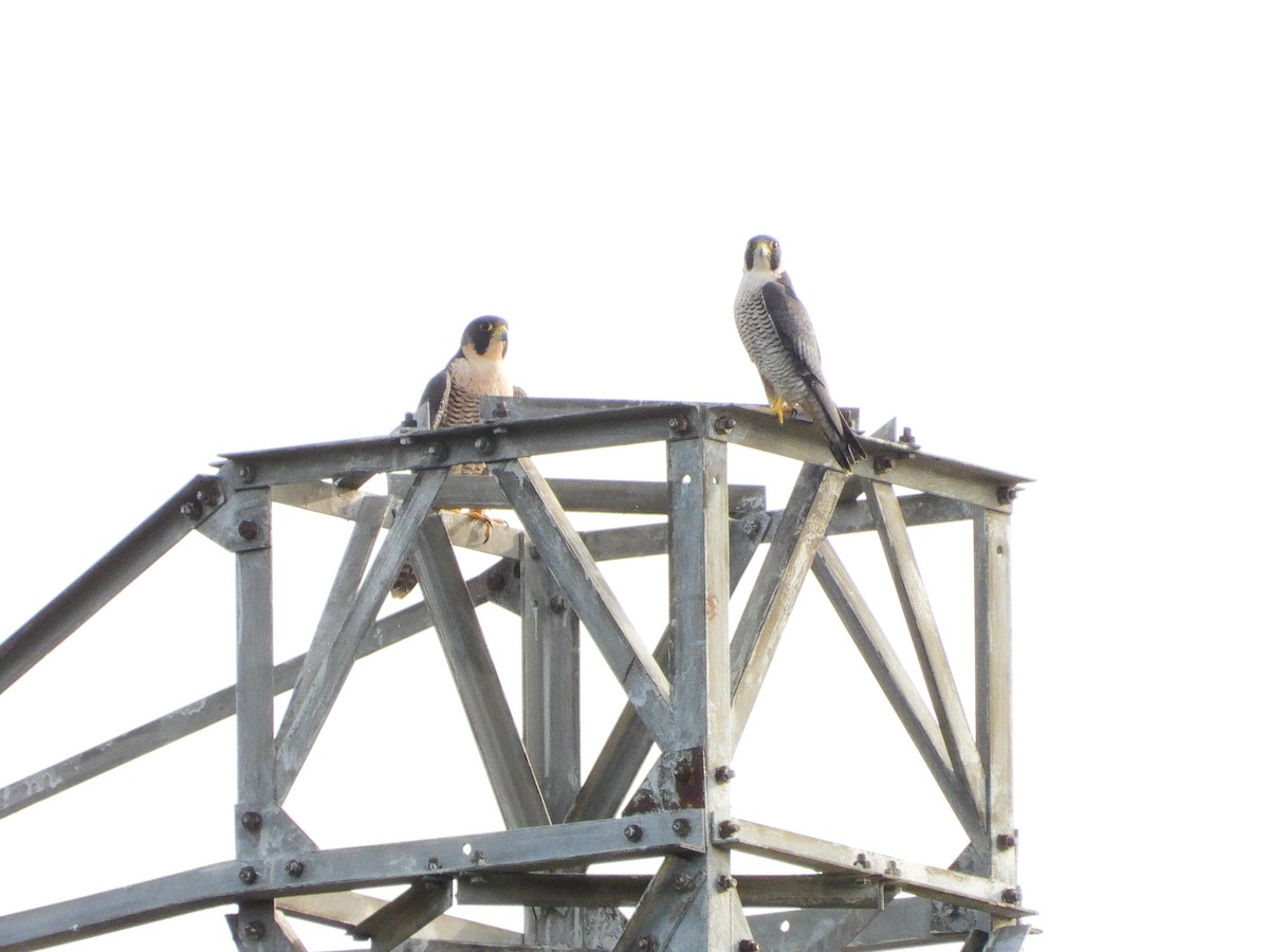 Peregrine Falcon - ML646697395