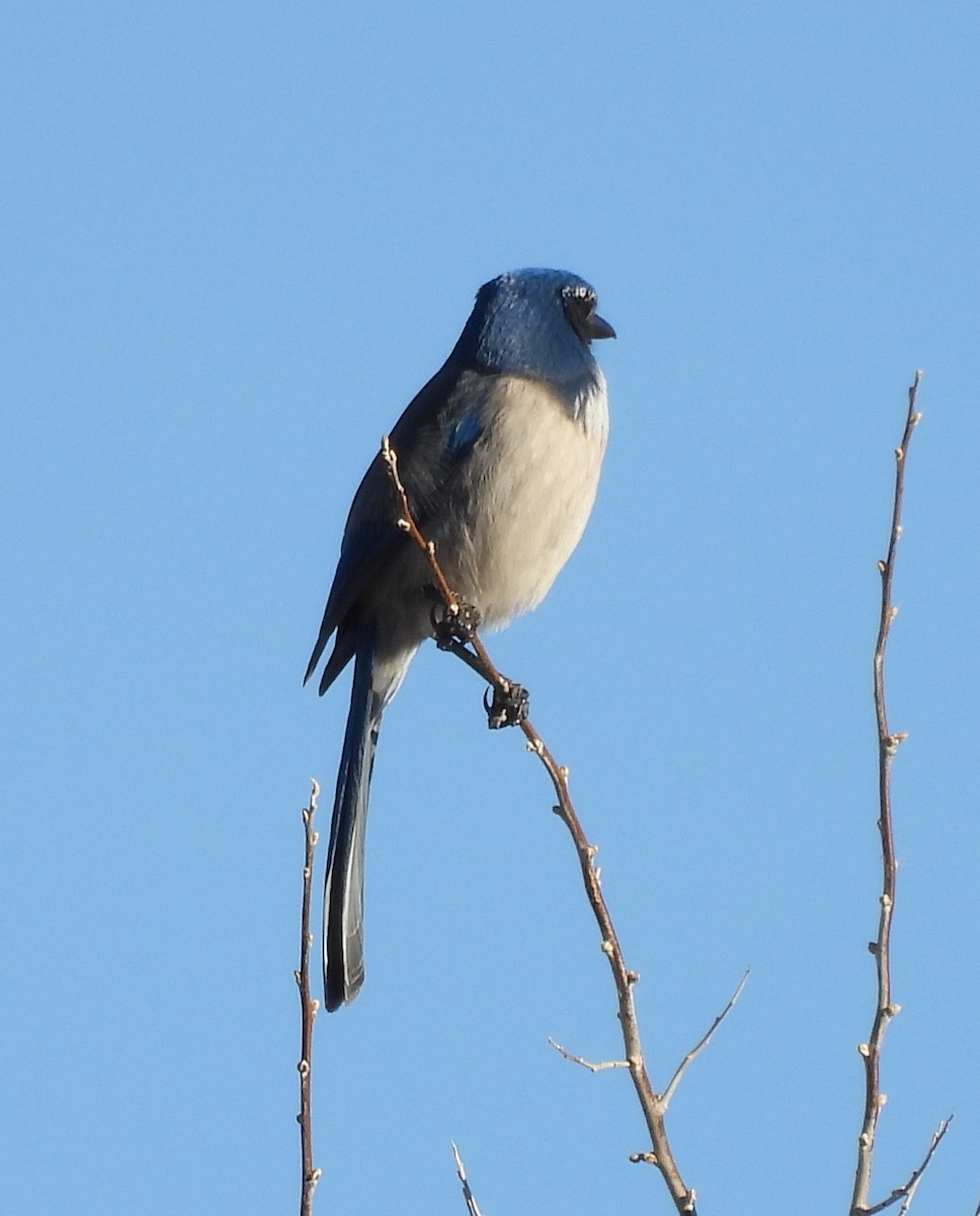 California Scrub-Jay - ML646697398