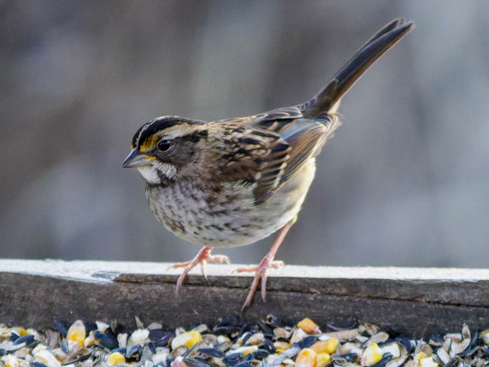 White-throated Sparrow - ML646697400