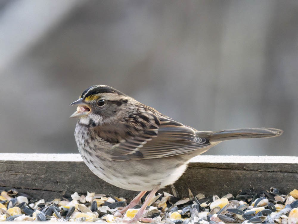 White-throated Sparrow - ML646697401