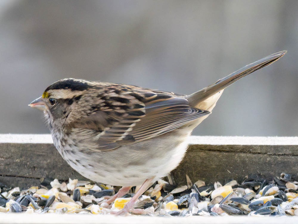 White-throated Sparrow - ML646697402