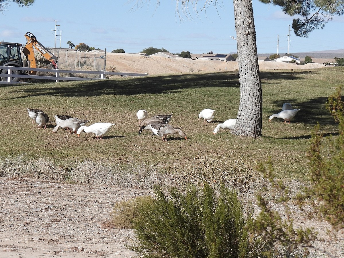 マガン属（家畜） - ML646697403