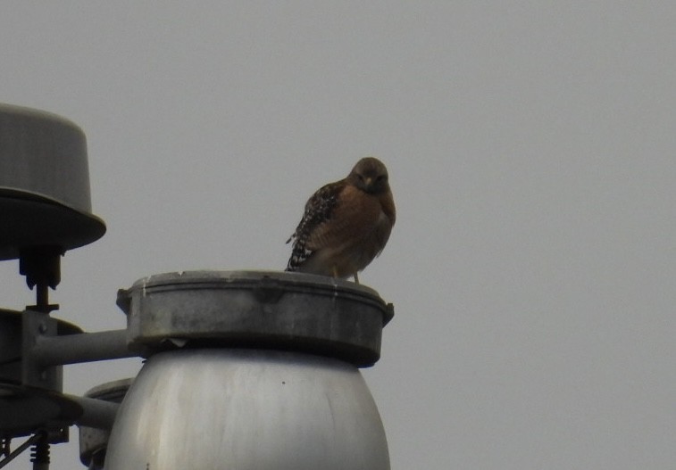 káně páskovaná - ML646697404