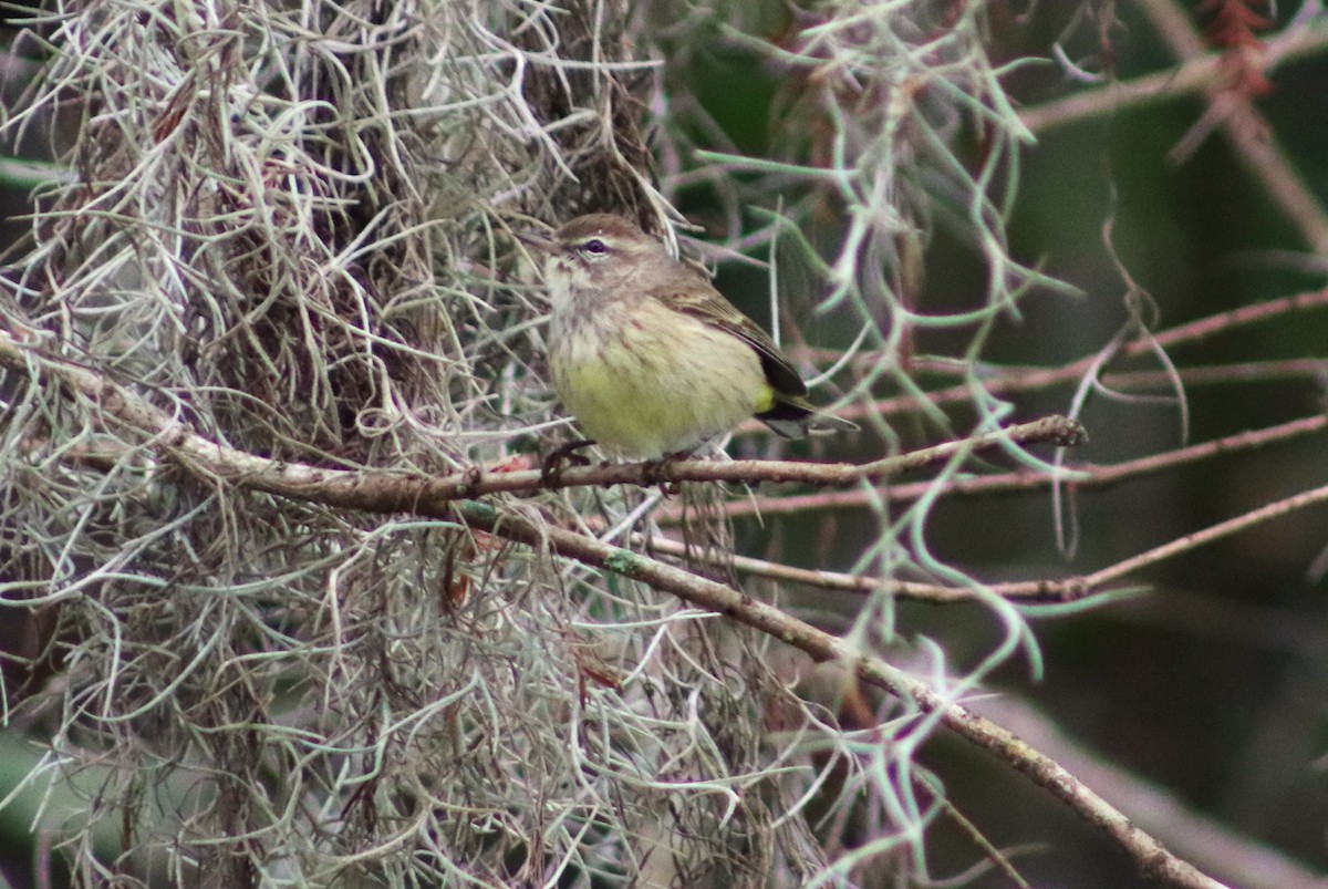 lesňáček bažinný - ML646697409