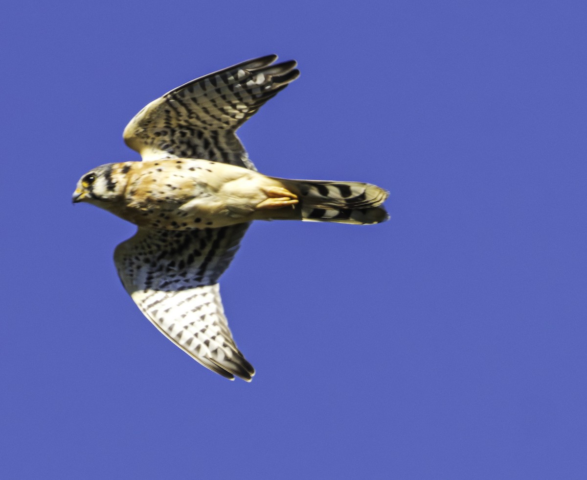 アメリカチョウゲンボウ - ML646697413