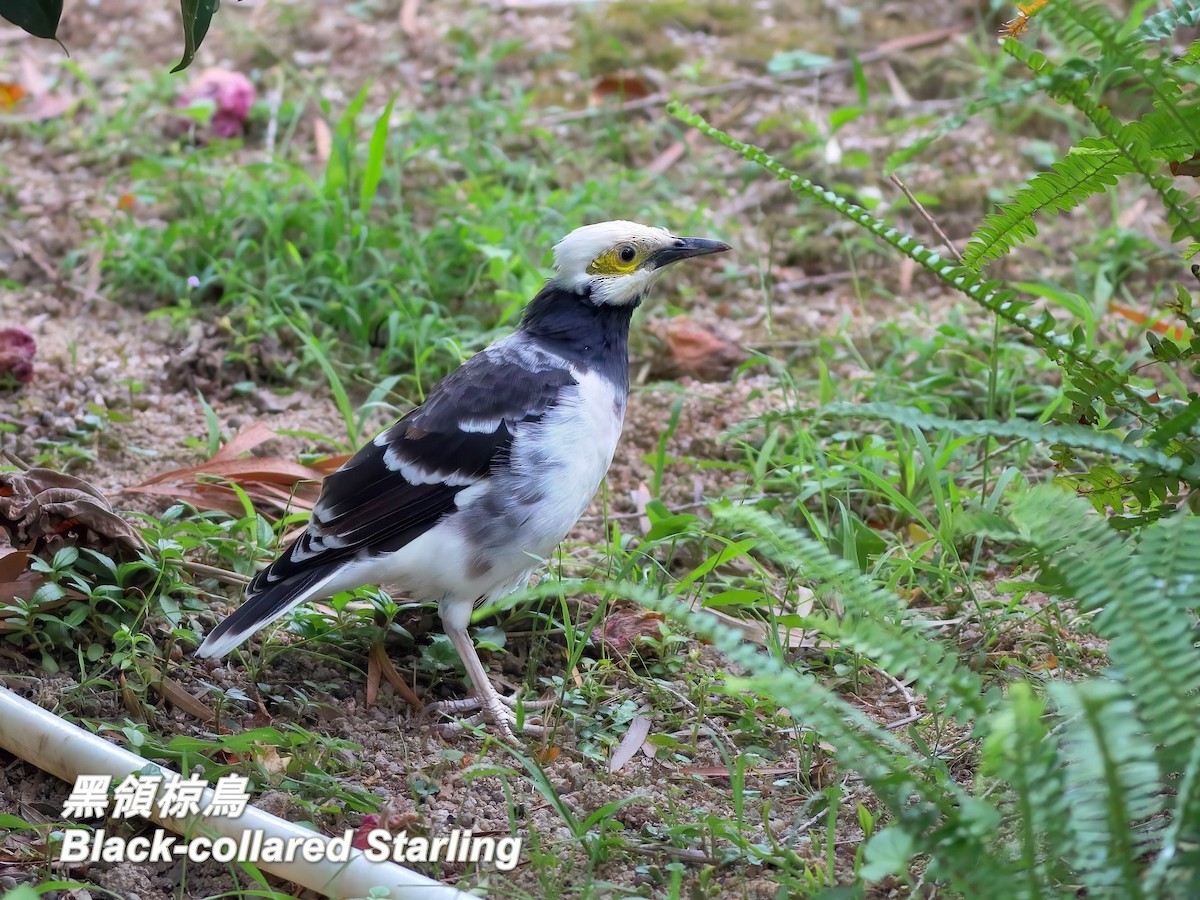 זרזיר שחור-קולר - ML646697415