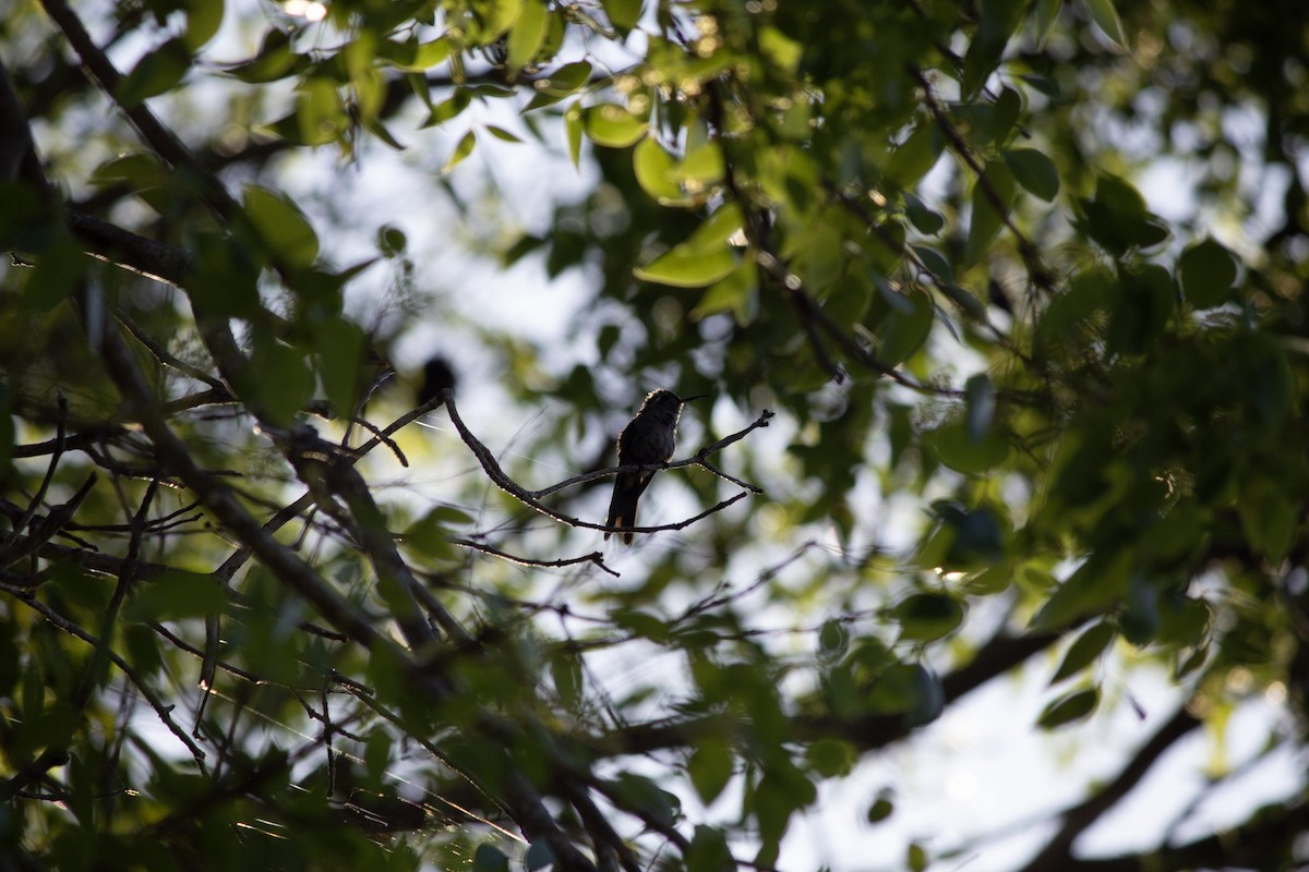 Émeraude de Ricord - ML646697416