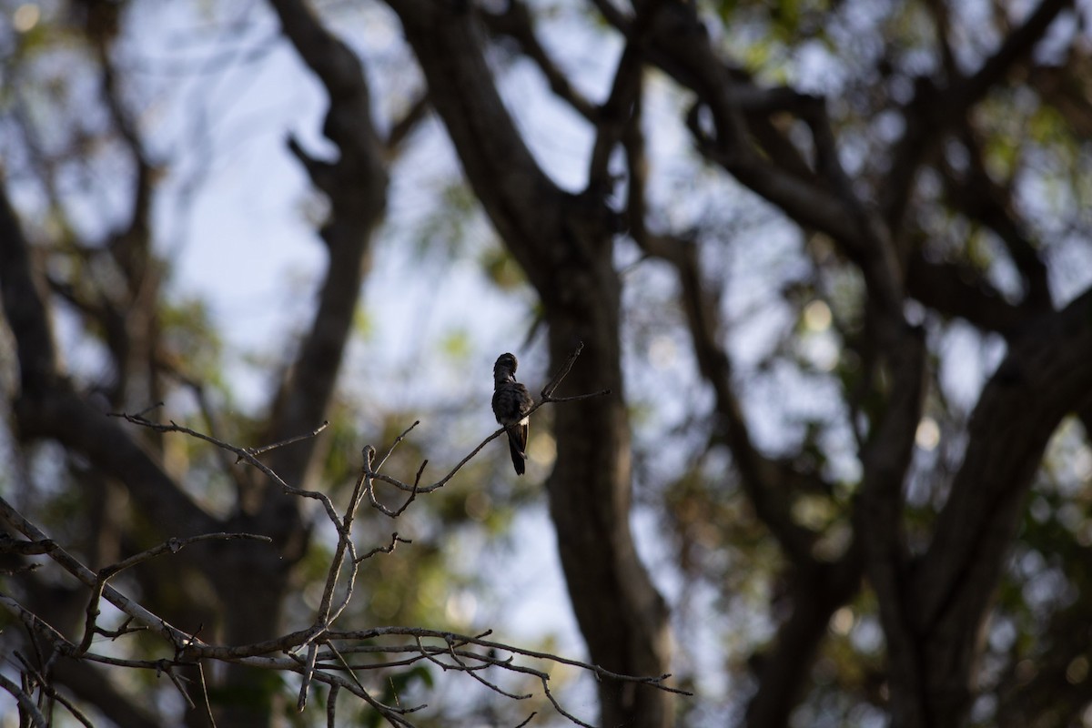 Émeraude de Ricord - ML646697417