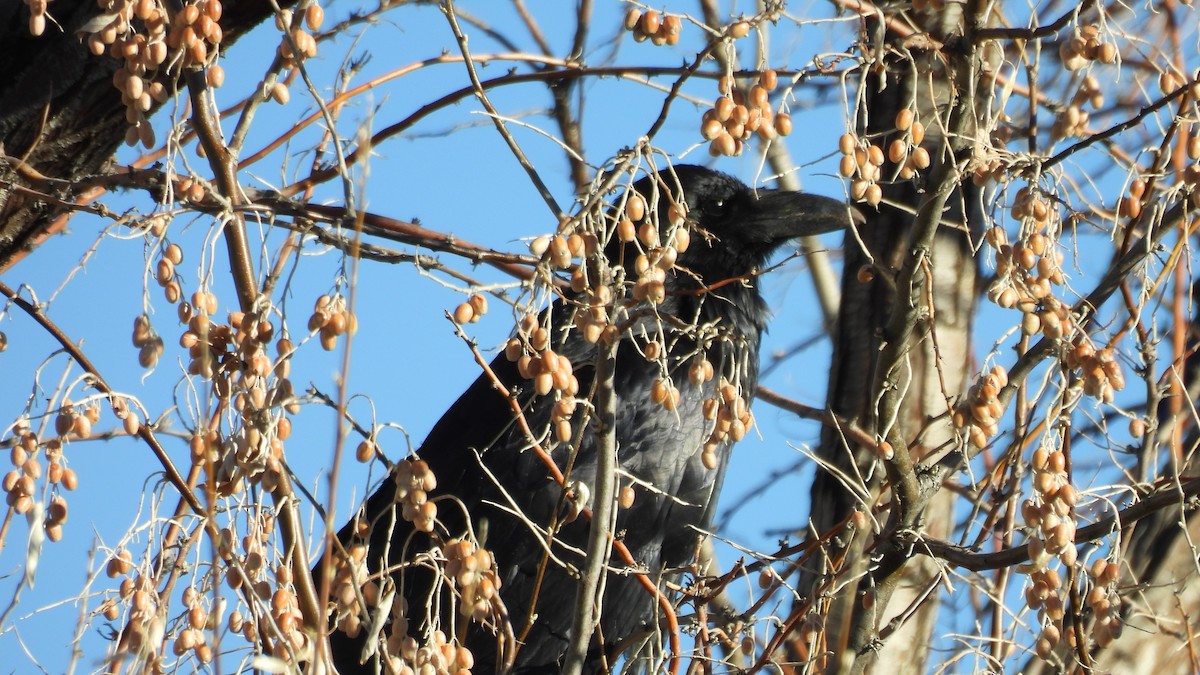 עורב שחור - ML646697420