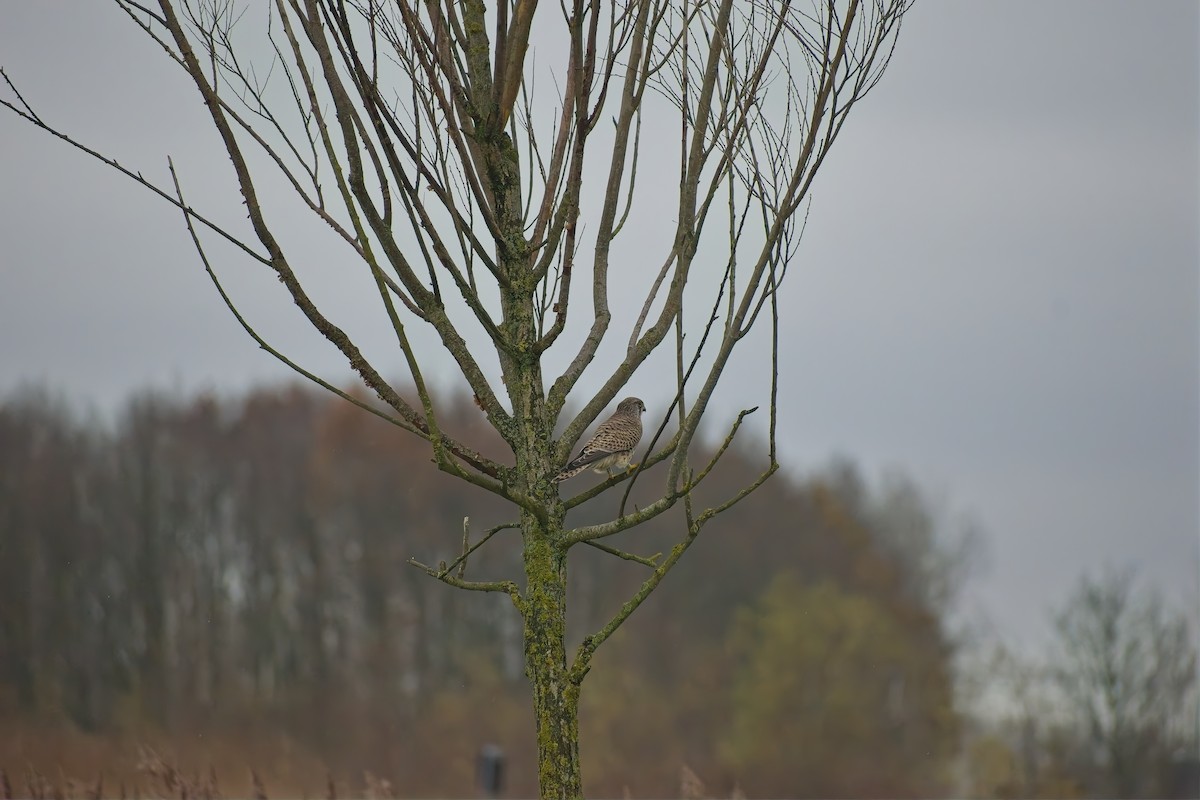 Начин шонхор - ML646697421