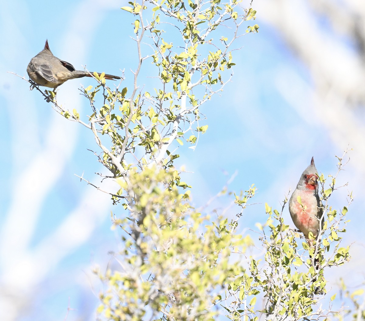 Schmalschnabelkardinal - ML646697422