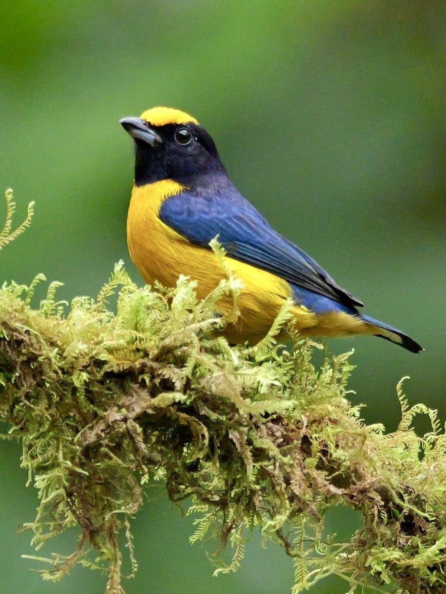 Eufonia Ventrinaranja - ML646697431