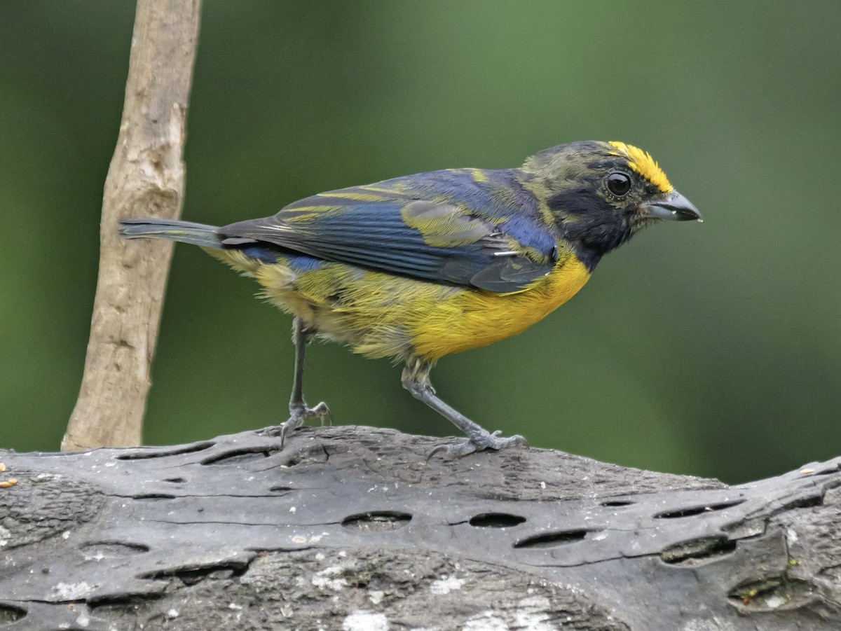 Eufonia Ventrinaranja - ML646697432