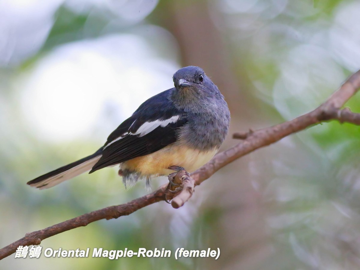 Oriental Magpie-Robin - ML646697434