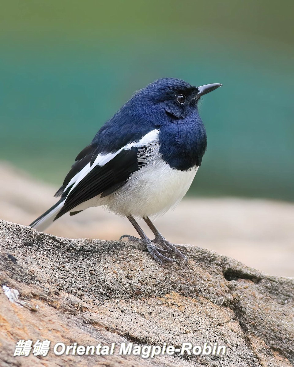 Oriental Magpie-Robin - ML646697435