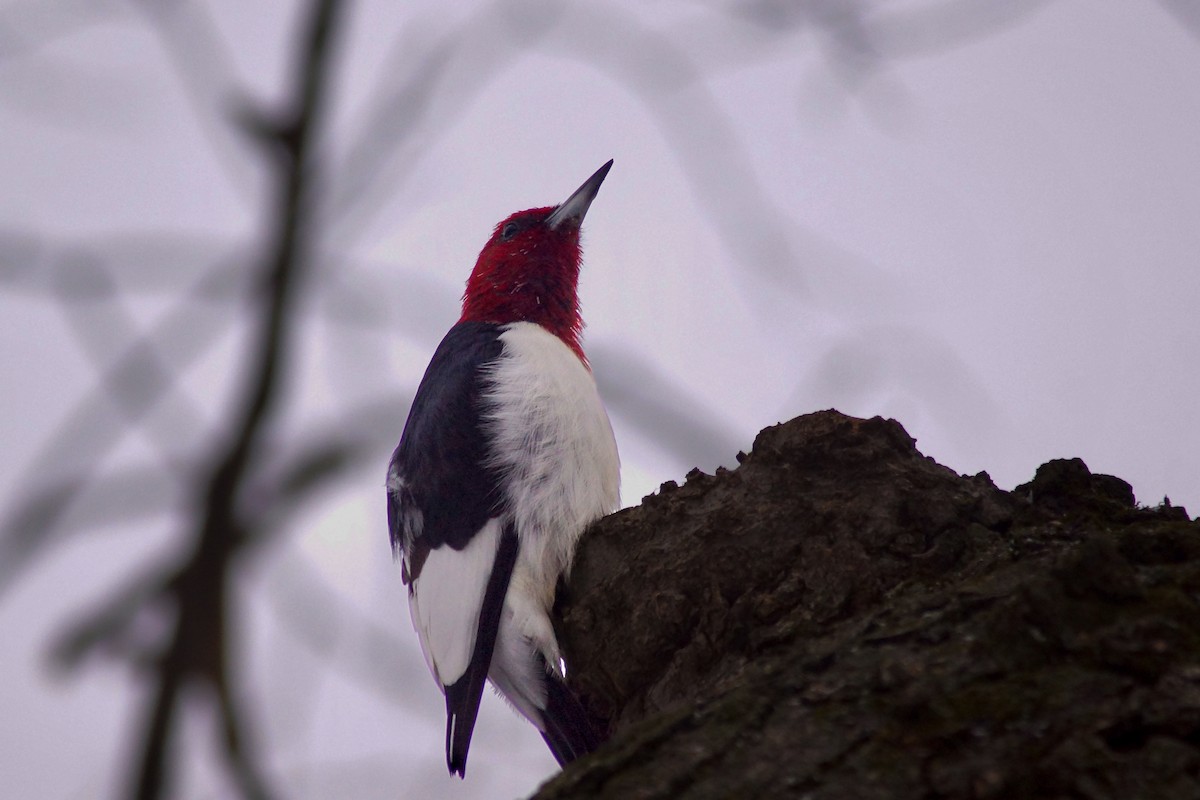 Rotkopfspecht - ML646697437