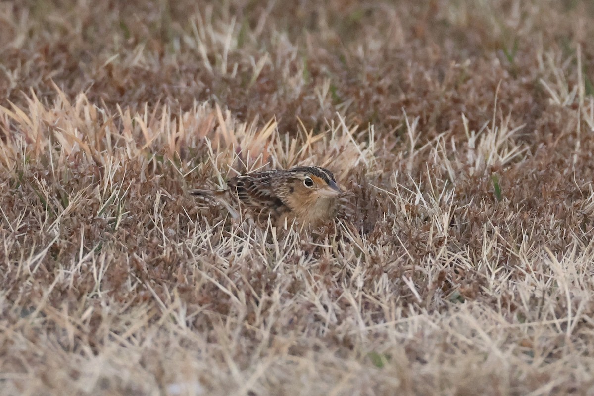 Grasshopper Sparrow - ML646697438