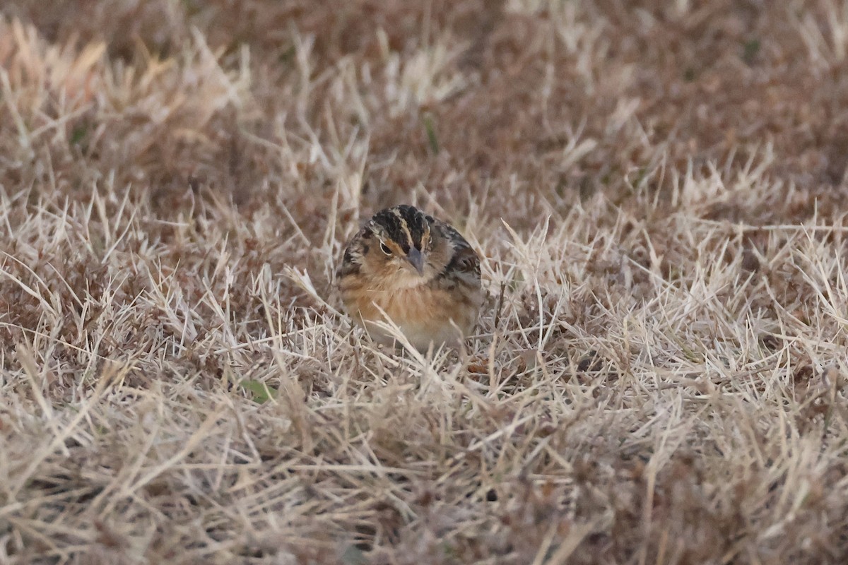 Grasshopper Sparrow - ML646697439