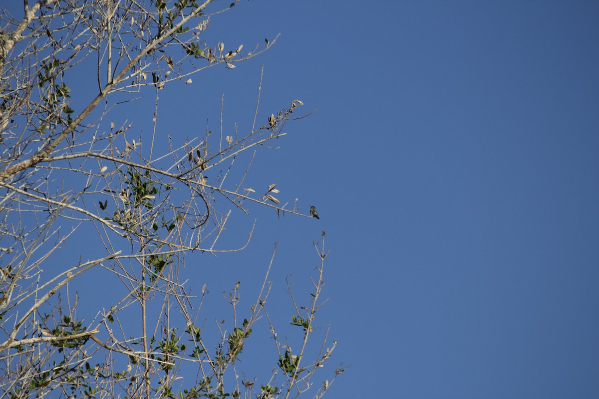 Colibri d'Elena - ML646697440