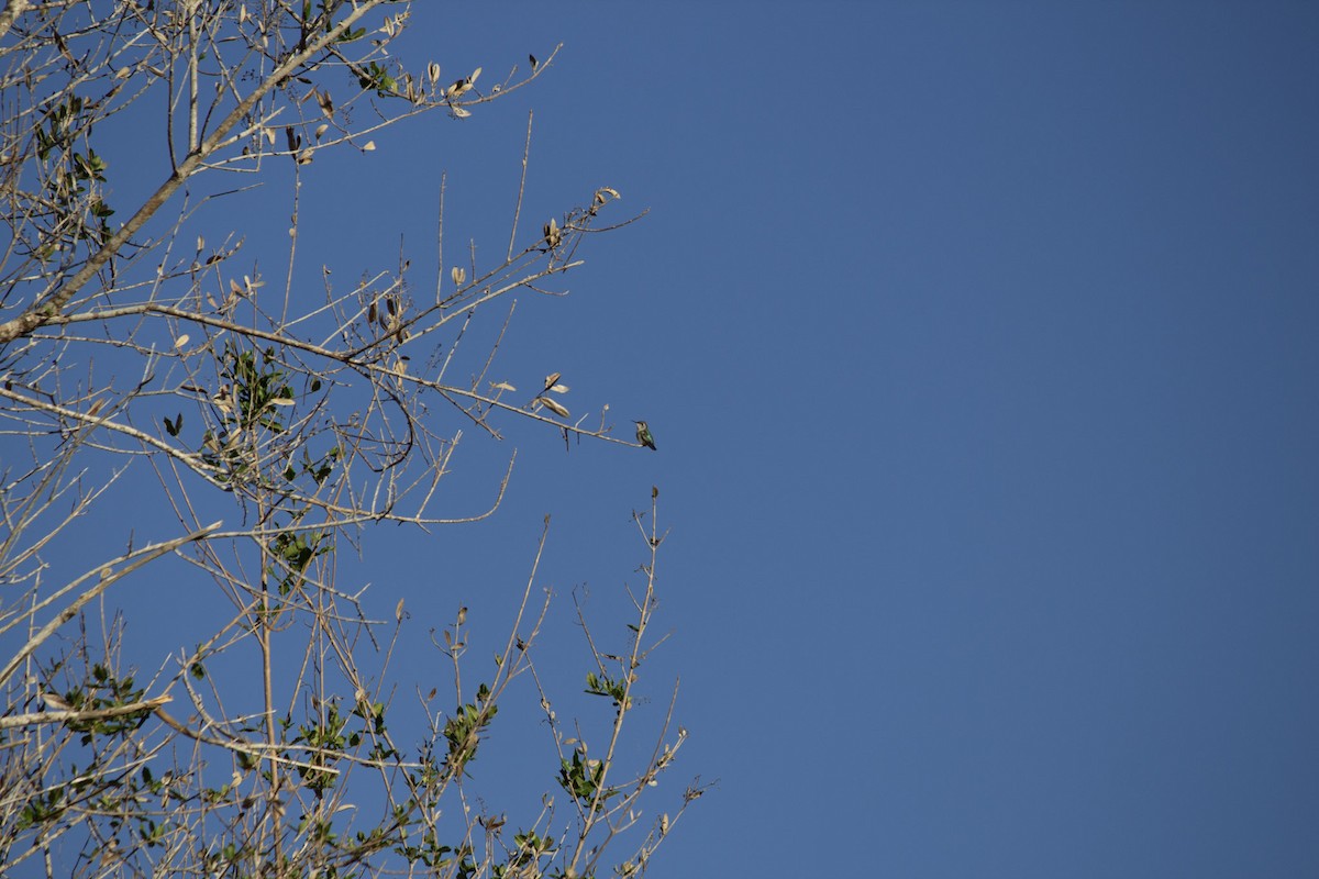 Colibri d'Elena - ML646697442