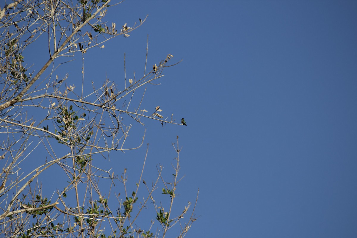 Colibri d'Elena - ML646697443