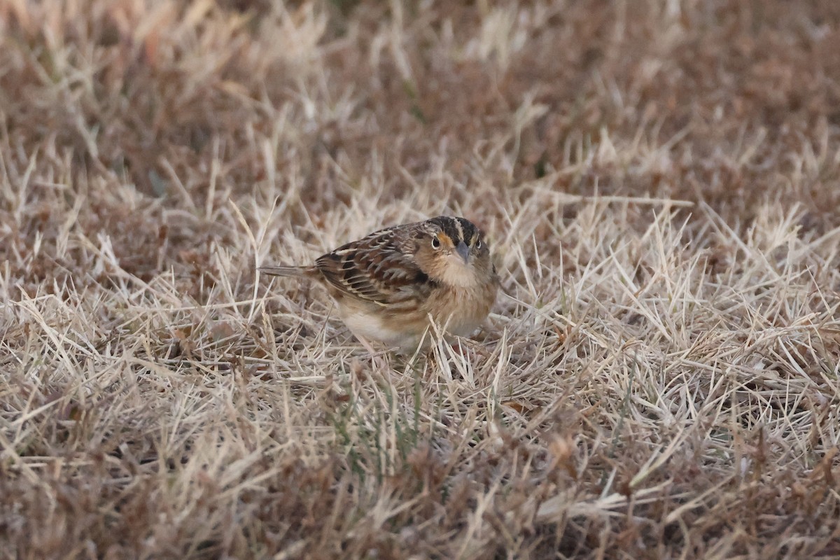 Grasshopper Sparrow - ML646697444