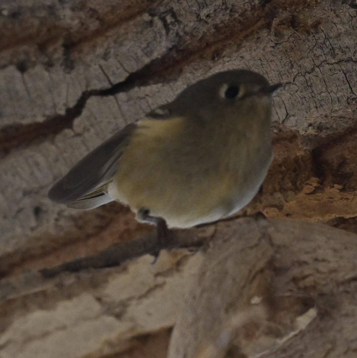 Rubingoldhähnchen - ML646697445