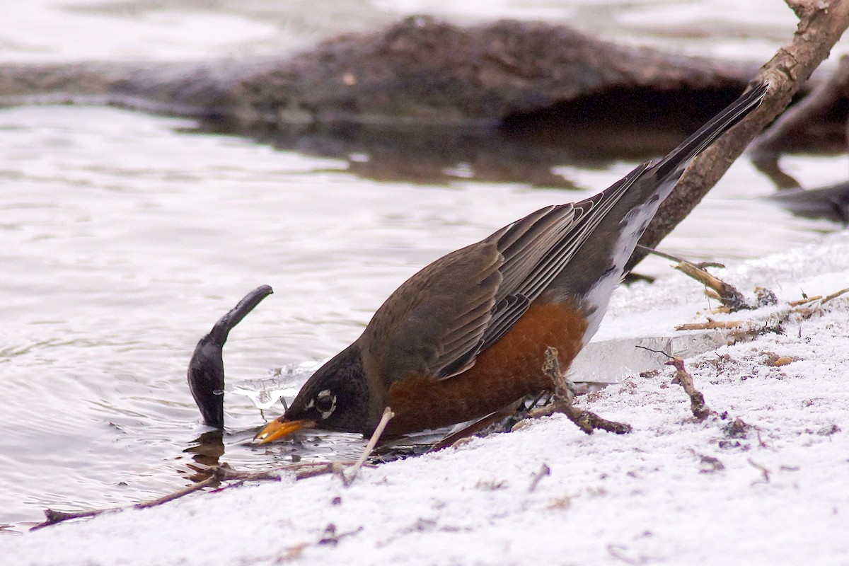 Wanderdrossel - ML646697446