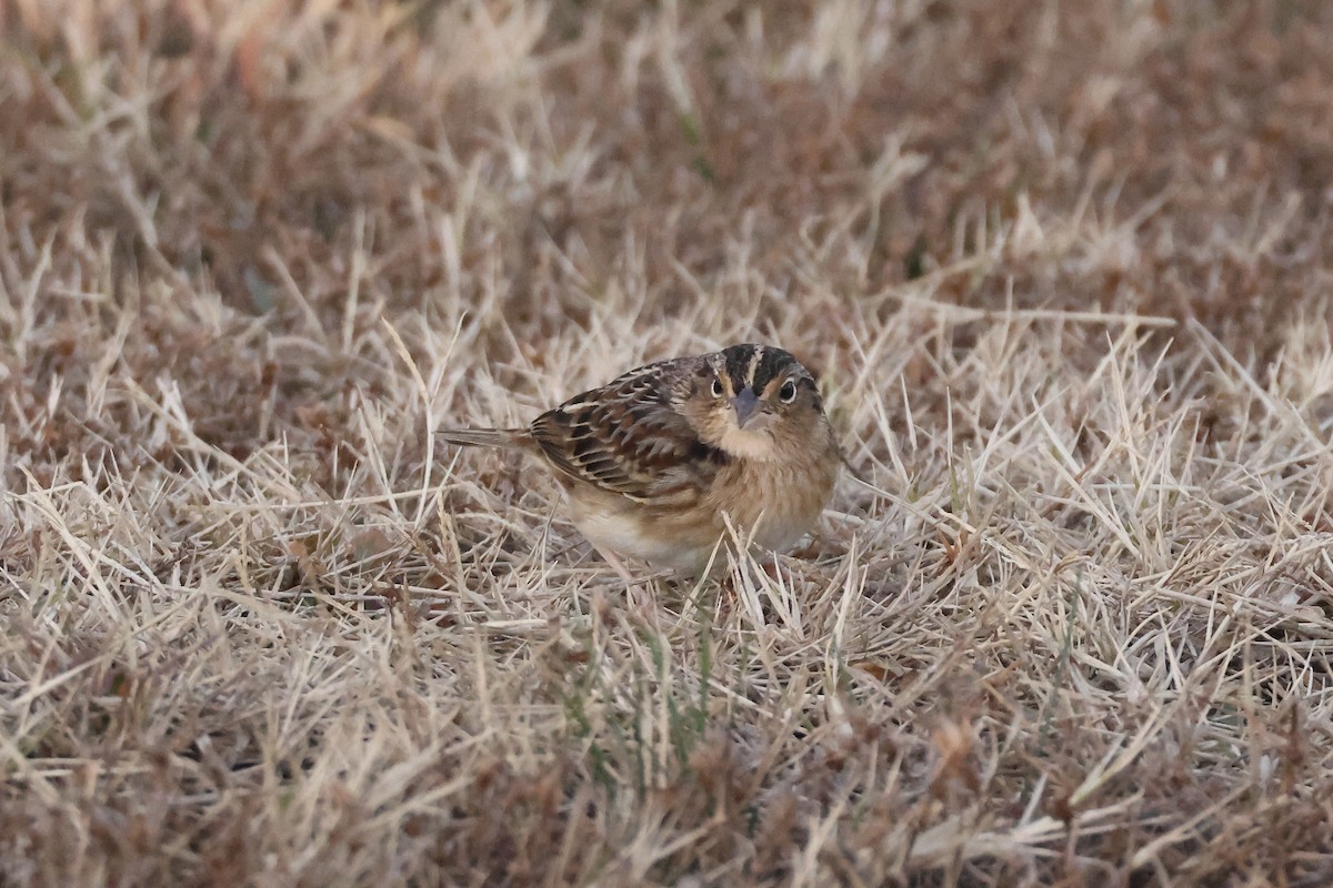 Grasshopper Sparrow - ML646697447