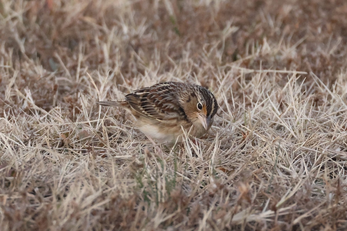Grasshopper Sparrow - ML646697448