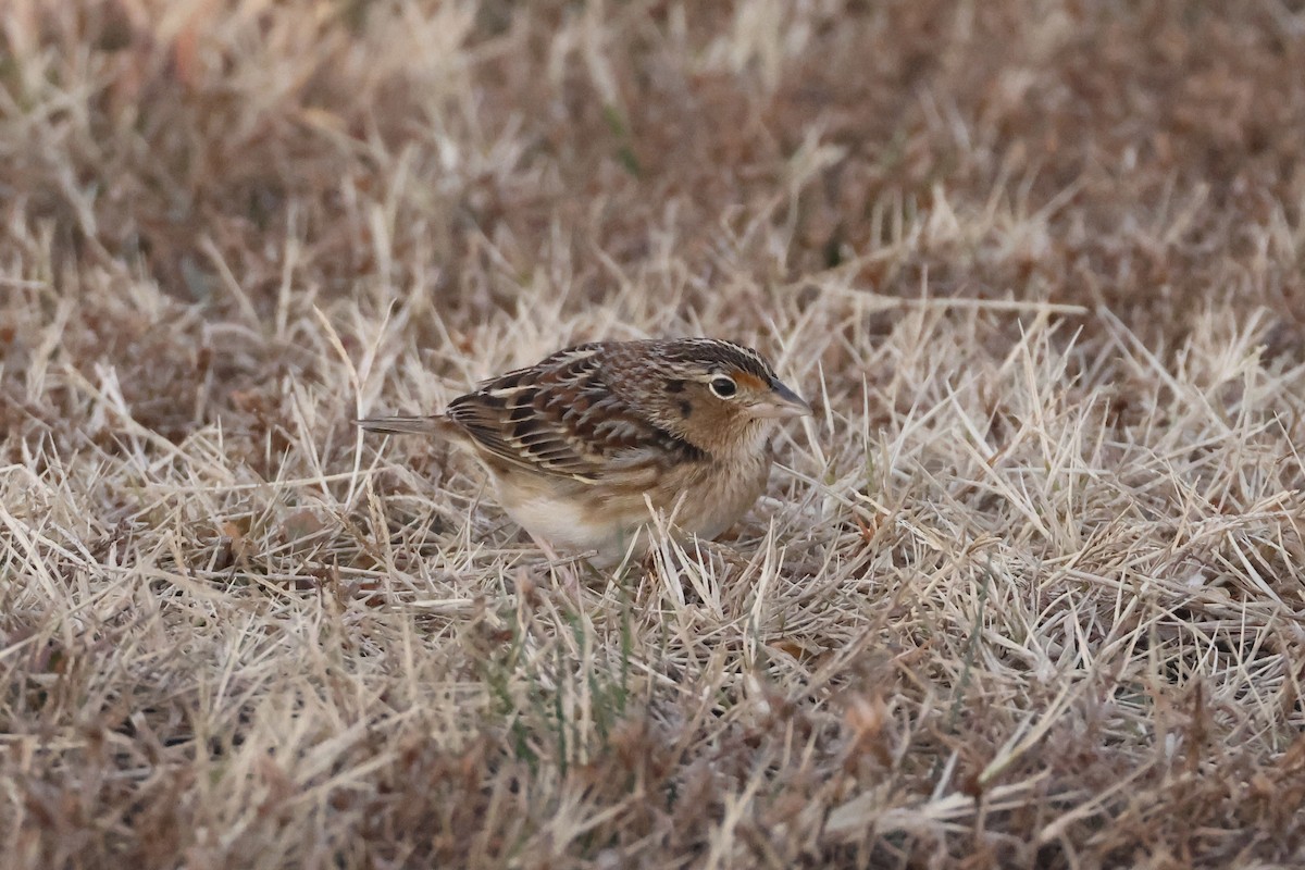Grasshopper Sparrow - ML646697450