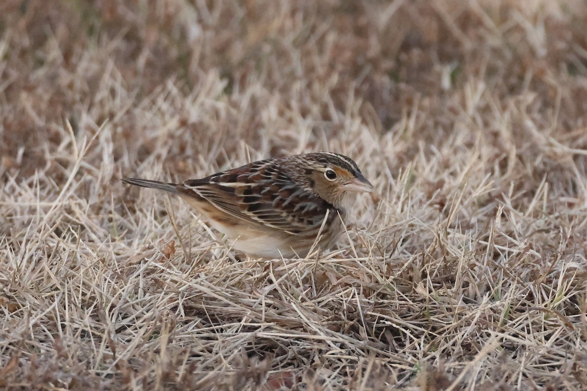 Grasshopper Sparrow - ML646697451