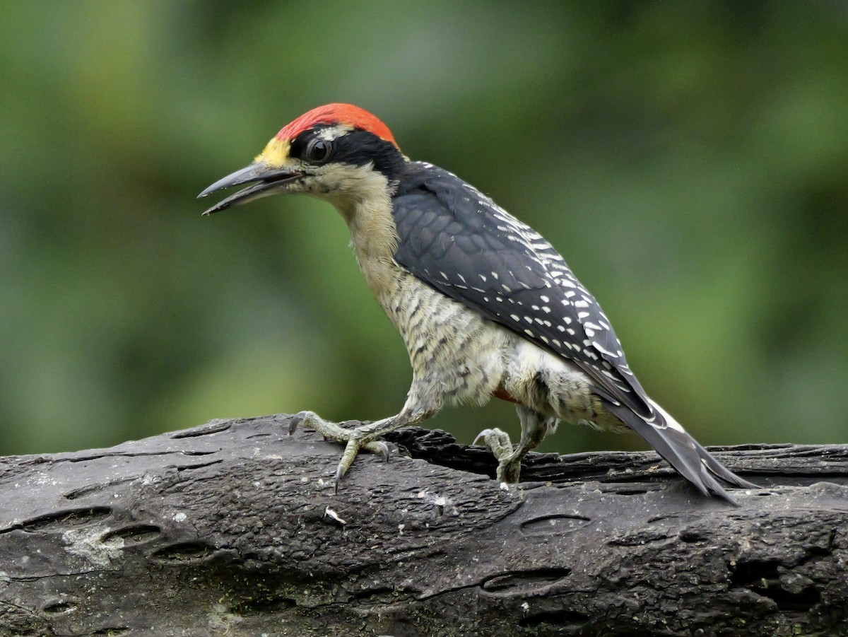 Carpintero Centroamericano - ML646697453