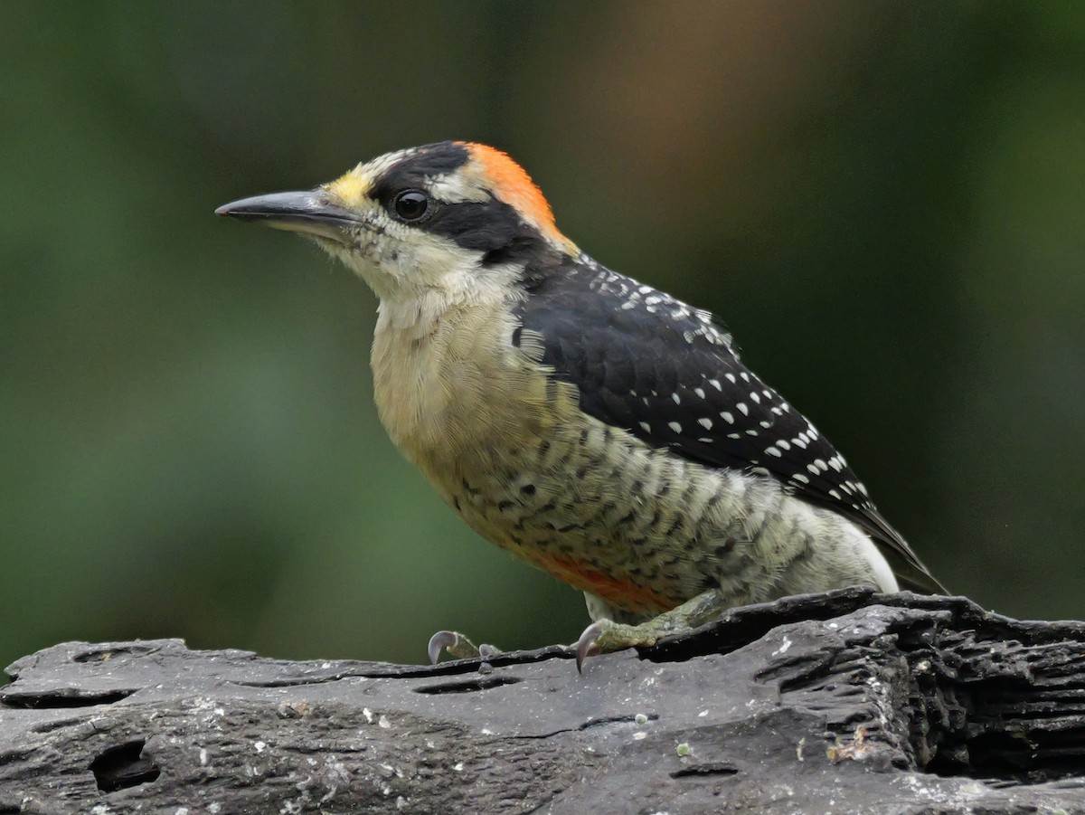 Carpintero Centroamericano - ML646697454