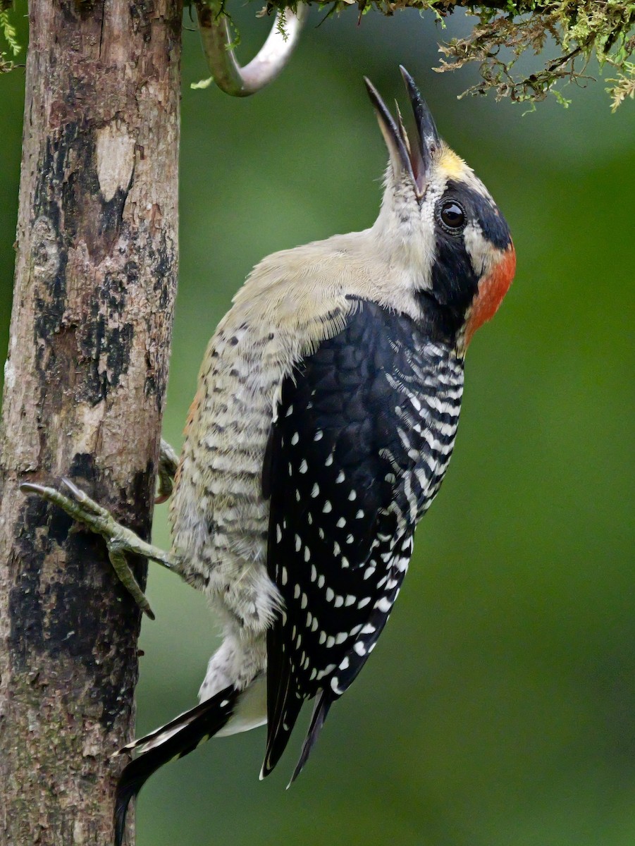 Carpintero Centroamericano - ML646697455
