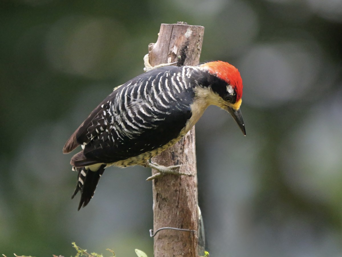 Carpintero Centroamericano - ML646697456