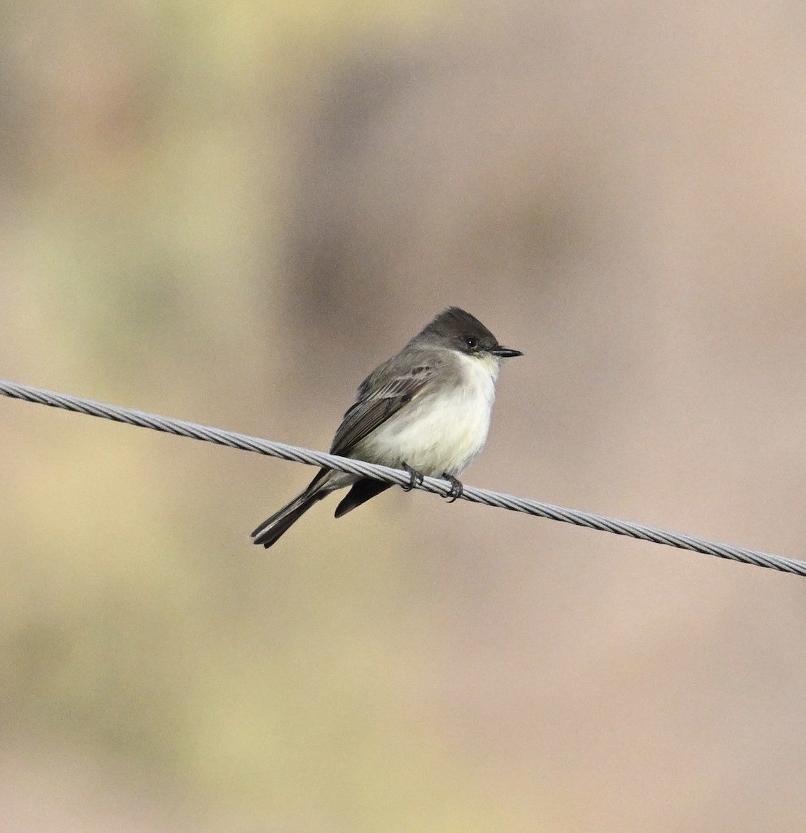 Weißbauch-Phoebetyrann - ML646697458